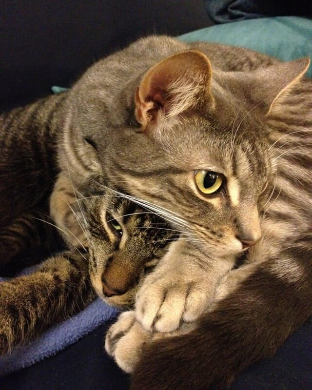 Oscar and Milo